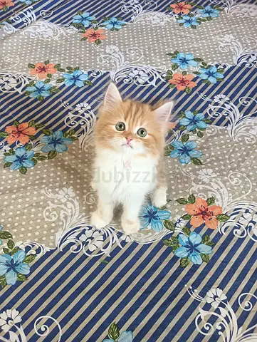 Pure Persian Kittens