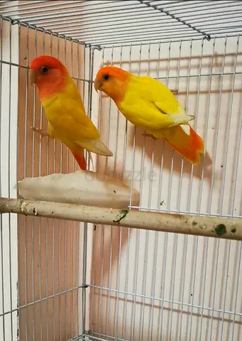 African lovebirds
