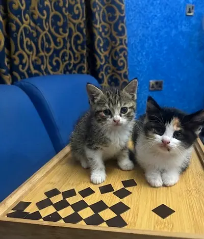 Kitten for adoption