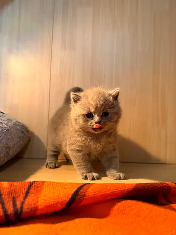 British shorthair jumbo