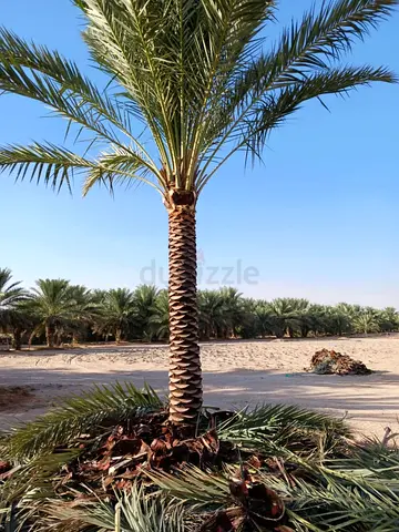 Palm tree for sale