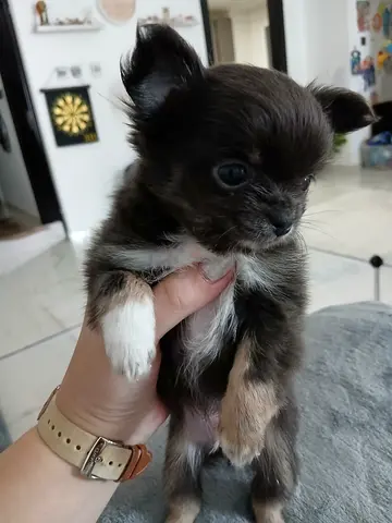 Teacup long hair rare colour chihuahua