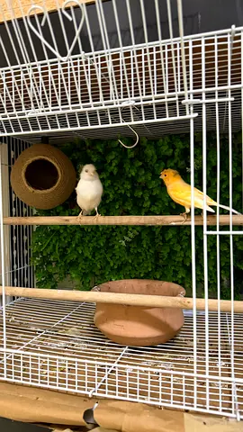 Canary birds for adoption