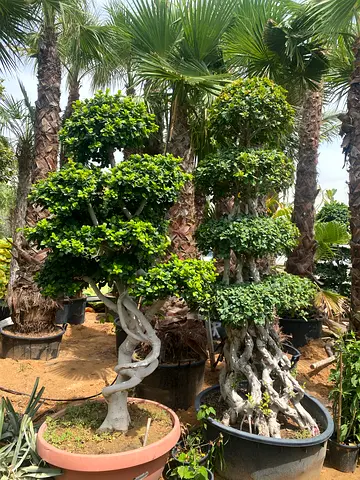 Potted Ficus Topiary Trees - Decorative Braided Trunks, Ready for Garden or Patio