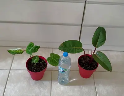 Philodendron red Congo and philodendron gloriusum 100 dhs only Collect at Discovery Gardens