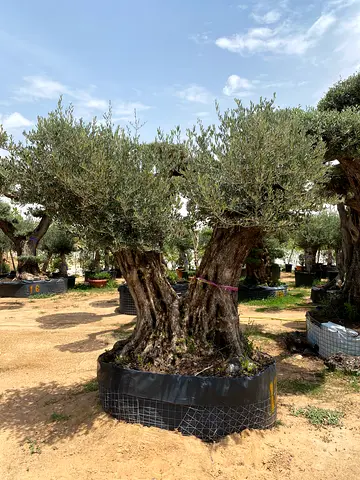 Mature Potted Olive Tree - Large Trunk, Ready for Landscaping
