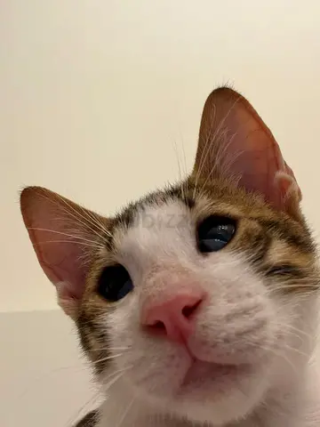 cute kitten looking for a loving home