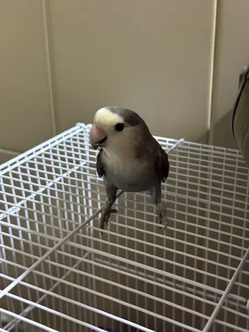 Bonded Love bird pair