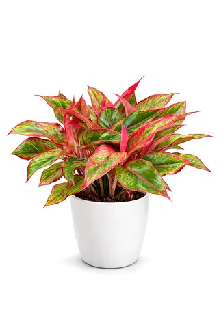 Chinese Evergreen Plant – Aglaonema ‘Siam Aurora’ / Red Valentine (20–30 cm) | Premium Indoor Plant
