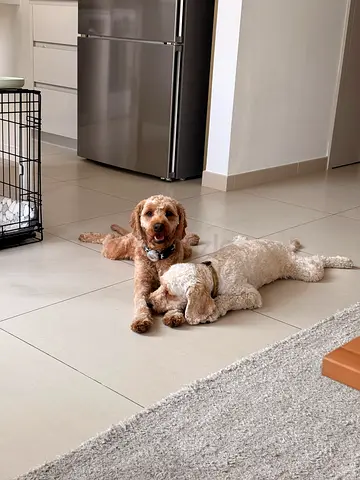 Cavapoo pair - loving home wanted
