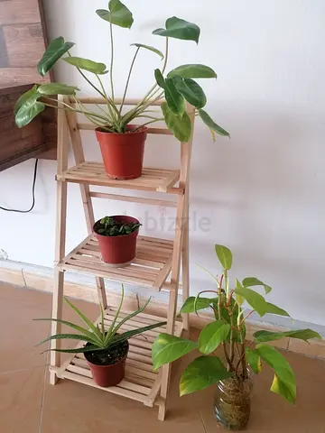 Indoor plants