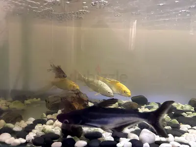 Aquarium