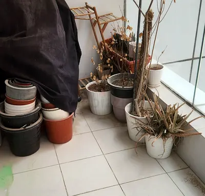 Outdoor pots