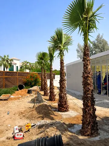 Five Mature Palm Trees — Ready for Planting (Collection)