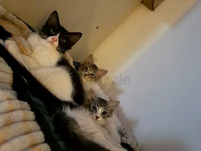 Kitten for adoptiong