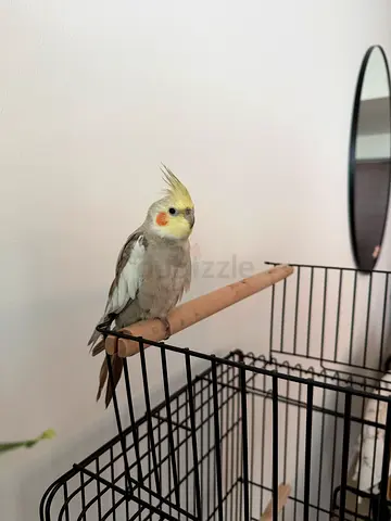 Cockatiel Male 5 Months Old