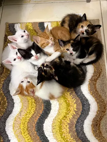 Adorable Kittens Looking for a Loving Home