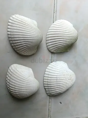 Aquarium decoration shells – Natural, safe for fish tank”(Big)