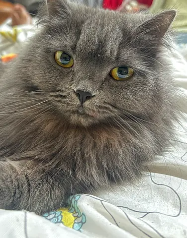Cat Free  Adaptation  / Abu Dhabi