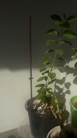 Plant with pot