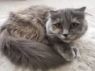Mix british long hair cat