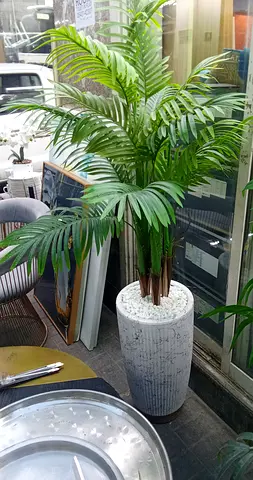 Plants almost new Big Size