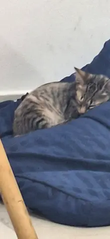 A lost kitten found