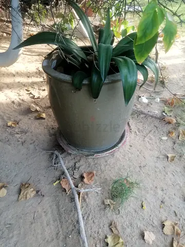 4 Outdoor Plant in with Pot