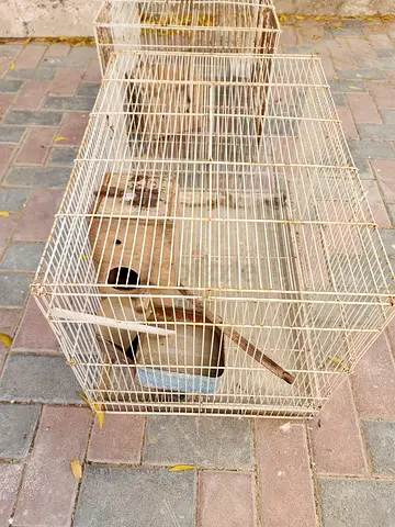 Cage