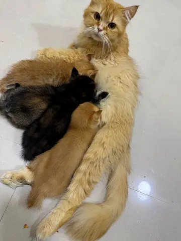 Mother cat with 4 healthy kittens - ready for new homes