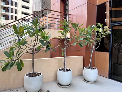Three mature potted Plumeria (frangipani) trees in ceramic planters — ready for balcony or garden