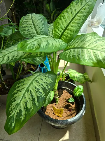 green plant