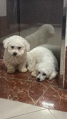 Dogs