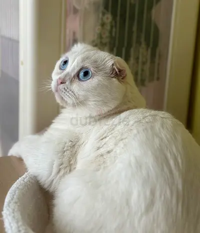 Scottish fold pure white