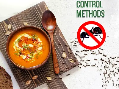 Protect your home from ants and other pests with our reliable pest control service no hassle just re