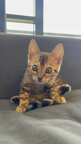 Bengal for adoption