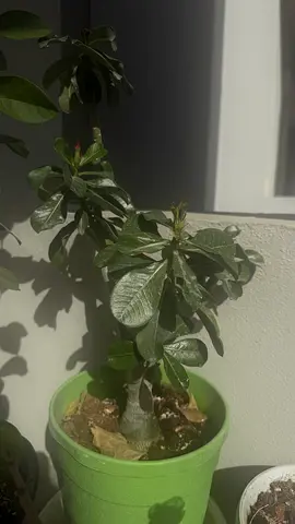 Potted indoor desert rose (Adenium) plant — healthy big plant