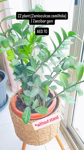 Healthy ZZ Plant (Zamioculcas zamiifolia) - Zanzibar Gem, potted