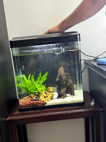 40cm freshwater aquarium with plants, driftwood and filter (ready setup)