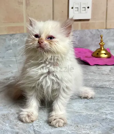 Pets for adoption