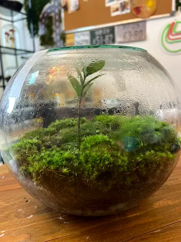 Handmade Closed Terrarium in Glass Bowl with Moss and Seedling