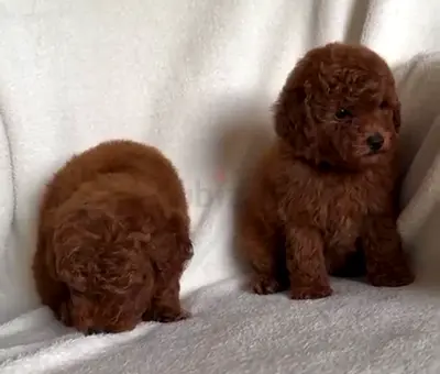 Toy poodle puppies