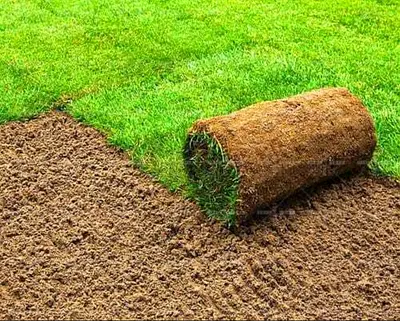 Natural Grass, Real Grass, Original Grass