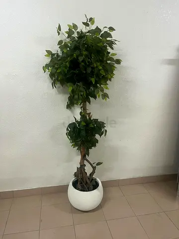 Artificial Ficus tree in a white pot with a modern design