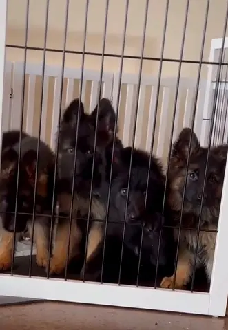German shepherd puppies available