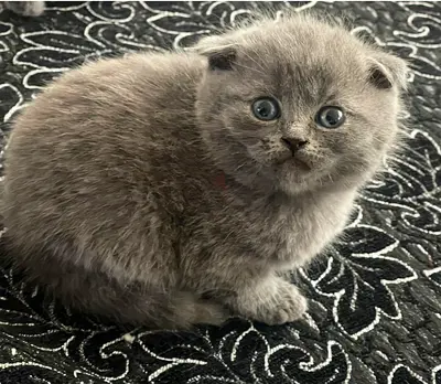 Scottish Fold Kitten - Male