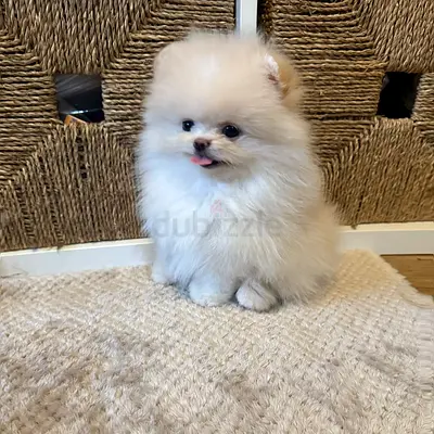 Pomeranian for free adoption
