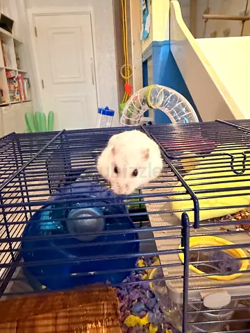 Friendly white Hamster male with cage