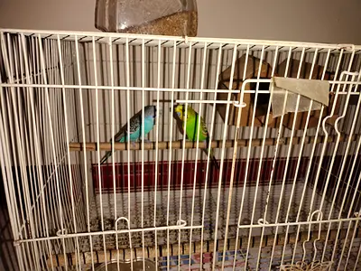 Birds with cage + food
