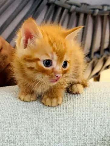 Persian kittens for adoption